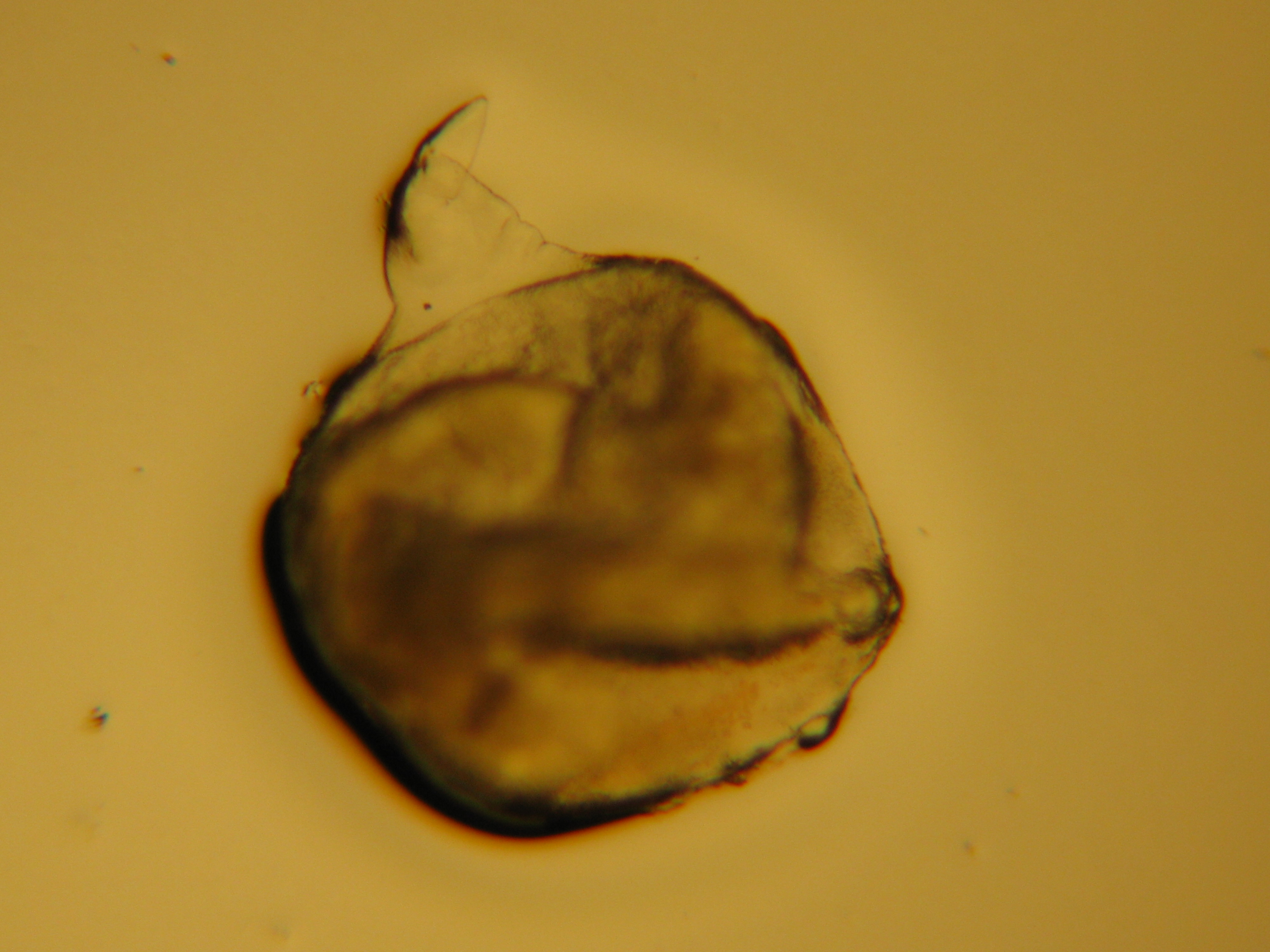 根结线虫雌虫