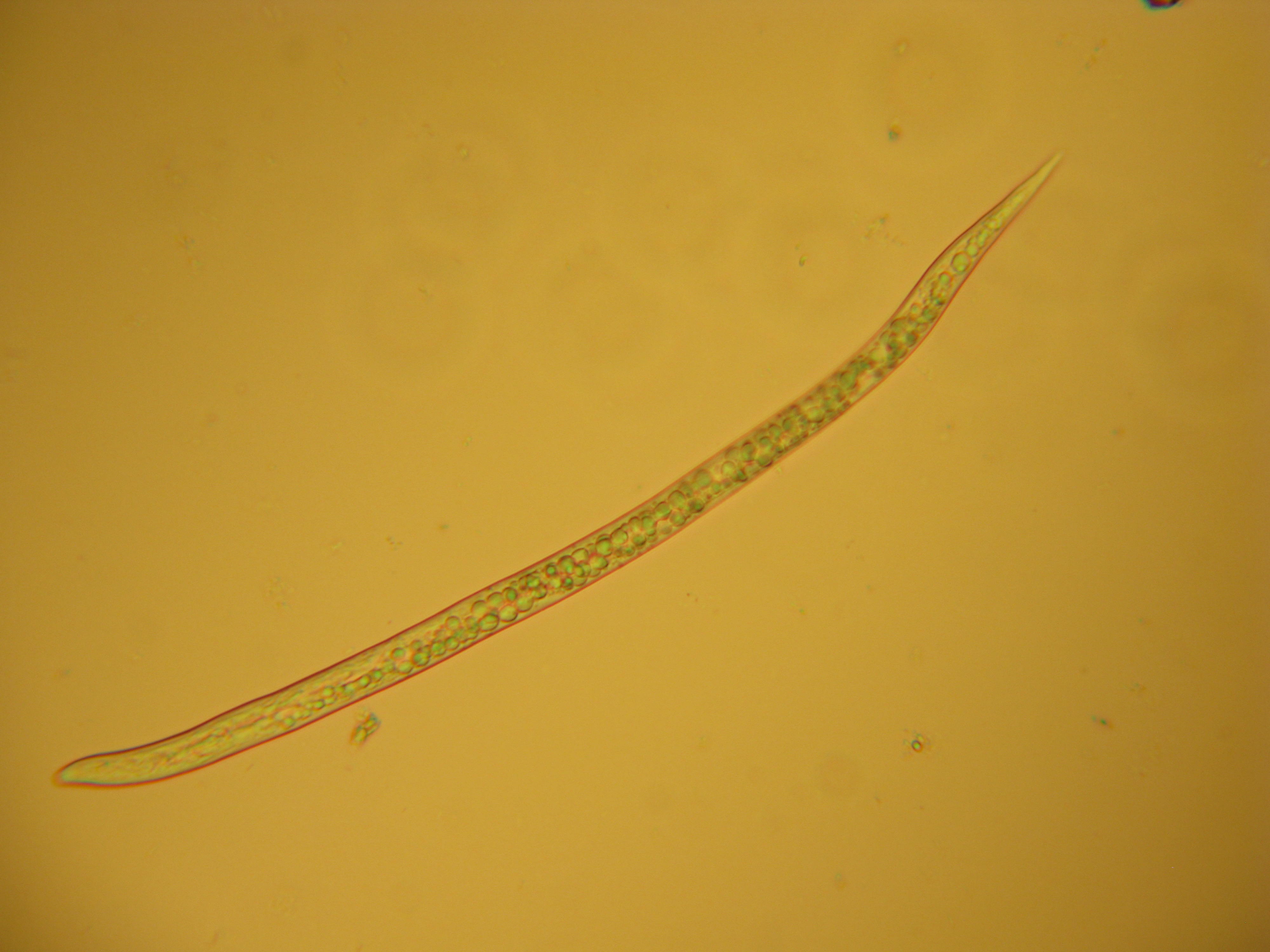 根结线虫雄虫