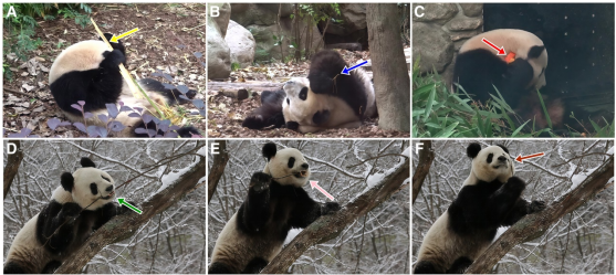 New Scientist等报道陕西省动物研究所杨斌副研究员发表在Cell子刊Current Biology的研究文章